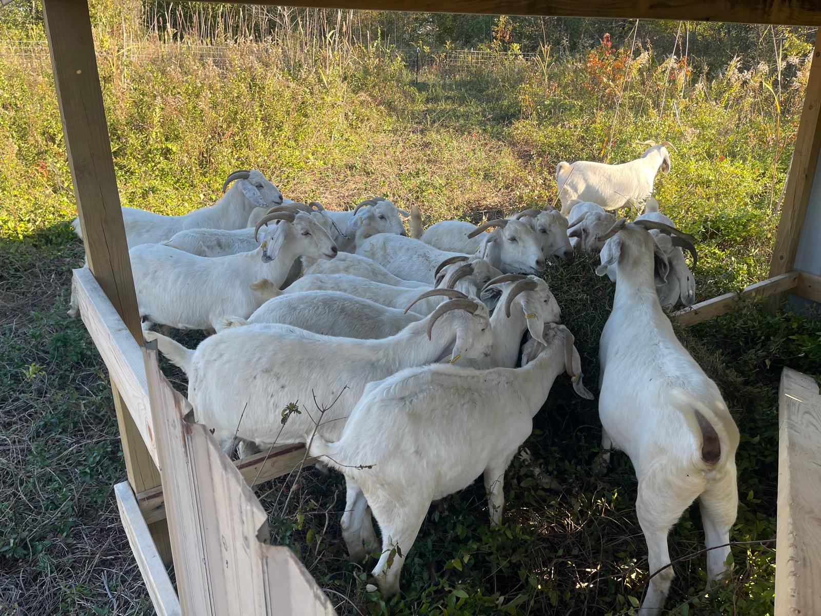 Meat Goats